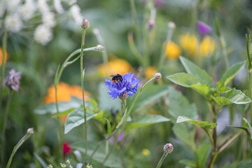Beautiful annual flowers with bumblebee on our spring meadow. Focused on the center of the image.
