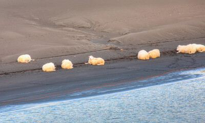 Typical icelandic sheeps resting  near the mountain river - Black volcanic sand and mud with grasses