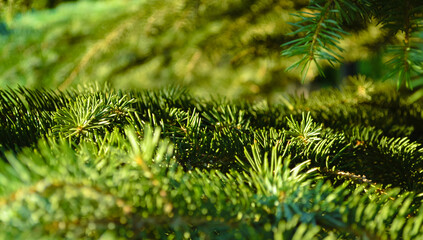 Green needles of a coniferous tree close-up in the light of the evening sun and with bokeh in the background