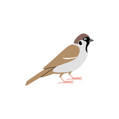 Sparrow city bird. Vector color hand drawn illustration isolated on white background.