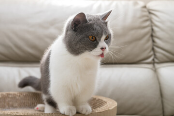 Fototapeta na wymiar a british shorthair cat standing on a corrugate cat scratcher