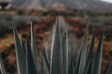 AGAVES