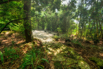Obraz premium Zen Garden