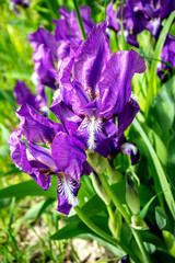 bright blooming lilac iris in the garden