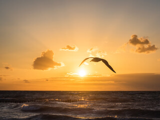  Seascape with flying seagulls
