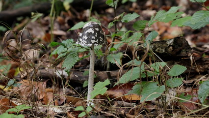 Specht - Tintling Pilz mit Hohen Stiel und schwarzen Hut mit weißen flecken im Wald