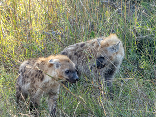 Hyena Pups in the Grass