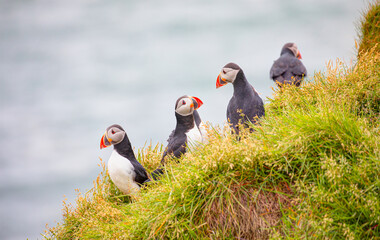 Atlantic puffins (Fratercula arctica) on a rock - Iceland