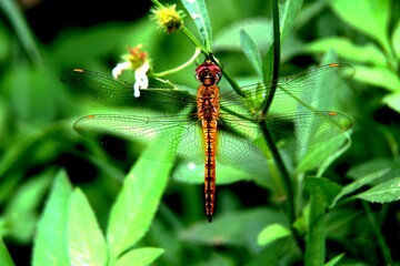 dragonfly on a leaf