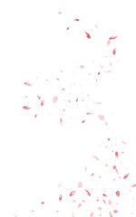 Beautiful Blossom Summer Vector White Background.
