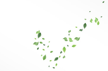 Green Leaves Fresh Vector White Background