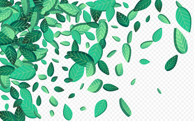 Forest Leaf Falling Vector Transparent Background