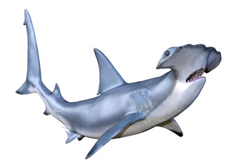 3D Rendering Hammerhead Shark on White