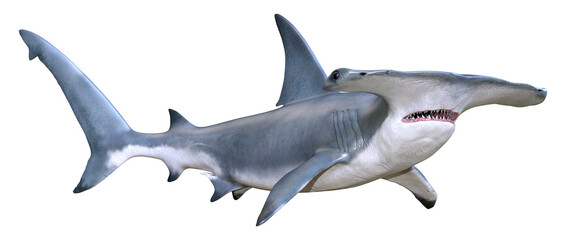 3D Rendering Hammerhead Shark on White - obrazy, fototapety, plakaty