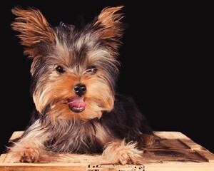 Closeup portrait of a cute Yorkshire Terrier with its tongue out against a black background