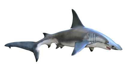 3D Rendering Hammerhead Shark on White