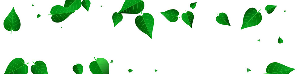 Mint Leaf Fresh Vector Panoramic White Background
