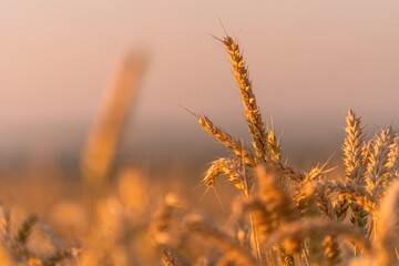 erntereifes Weizenfeld während Sonnenuntergang