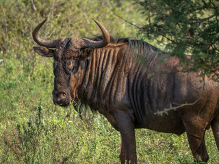 Portrait of a Wildebeast
