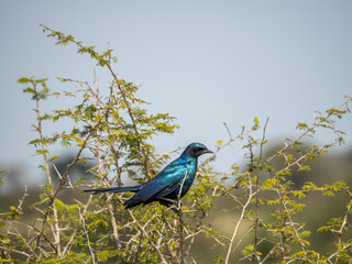 Cape Starling Perched