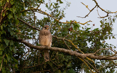 common kestrel on a branch