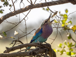 Lilac-breasted Roller catching lunch mid-air