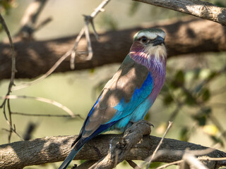 Lilac-breasted Roller
