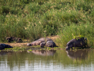 Hippos on the Water