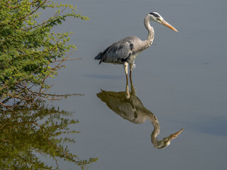 Gray Heron