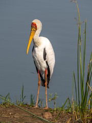 Standing Stork