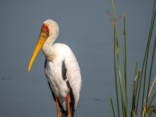 Yellow-billed Stork