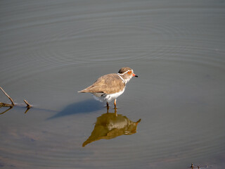 Three-banded Plover and his Reflection