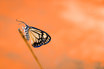 A common tiger milkweed butterfly or Danaus genutia perched on an incense stick