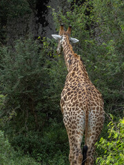 Giraffe from Behind with Oxpeckers on its back