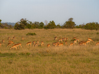 Impala in the Late Afternoon Grazing