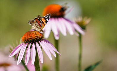 Insects fertilizing the plants on the flower meadow in summer