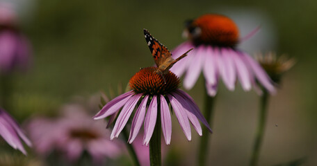Insects fertilizing the plants on the flower meadow in summer