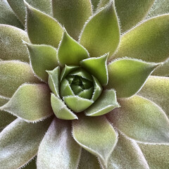 Green Echeveria Succulent plant, closeup. Beautiful background.