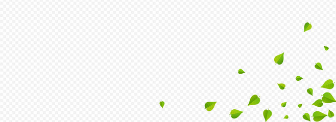 Lime Leaf Blur Vector Panoramic Transparent