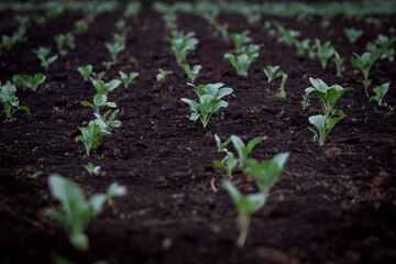 Little Buds On The Grow