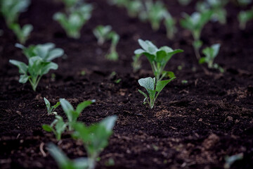 Little Buds On The Grow