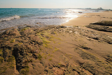 Low angle view of moss washed up at the beach on a tropical summer day