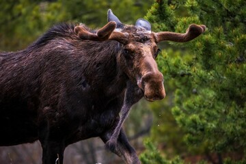 Selective of an angry bull Moose in the forest