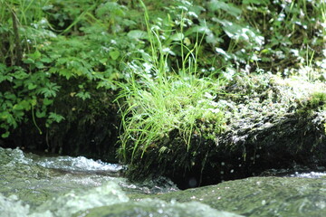 cascade, rivière et bois