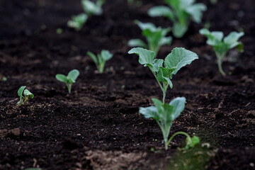 Little Buds On The Grow