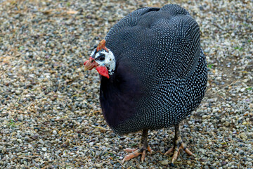 Close-up photo of a turkey. The turkey has black plumage with white spots.