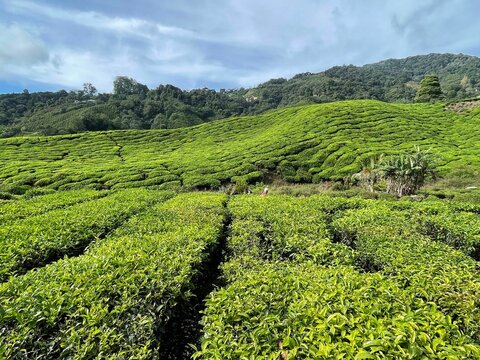 A green Boh Tea field in Cameron highland field in Malaysia