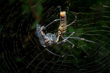 Large spider is eating dragonfly. 