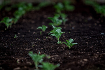 Little Buds On The Grow