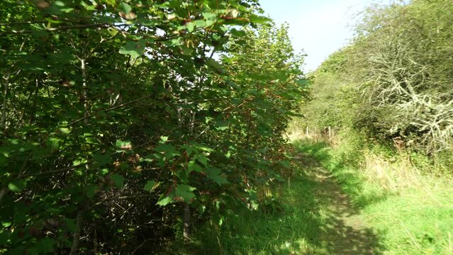 Walking through ferns and trees in Dunbeath Strath, Scottish Highlands